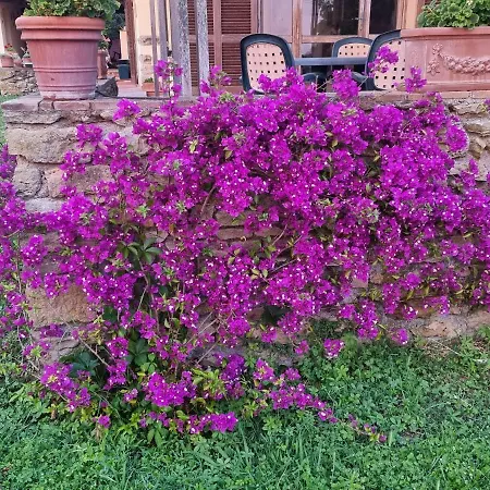 Vigna Lontana *