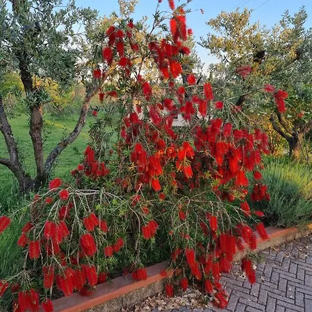 Vigna Lontana * Montescudaio