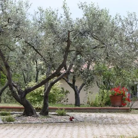 Vigna Lontana Montescudaio