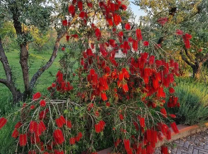 Vigna Lontana * モンテスクダイオ